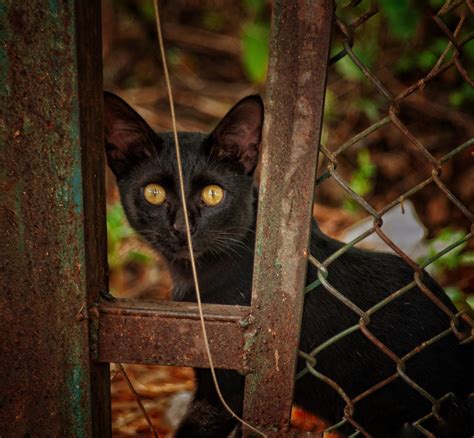 Black Cat Staring At The Camera Pixahive