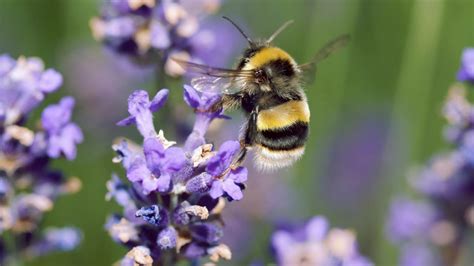 10 Easy Ways To Help Bees In Your Garden Friends Of The