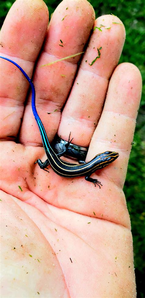 Blue Tailed Skink Tinyanimalsonfingers