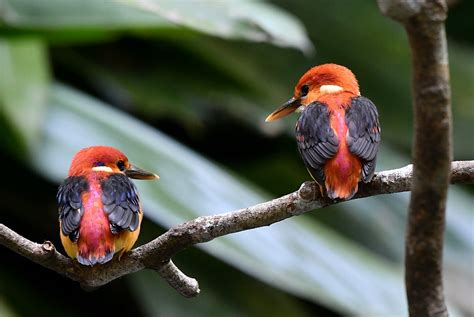 The Life Journey In Photography Rufous Backed Kingfisher Juvenile