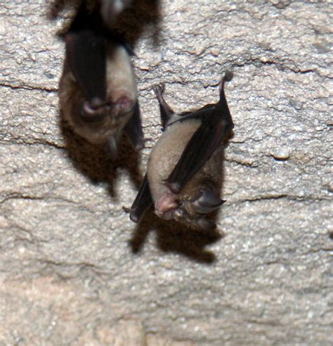 Lesser False Vampire Bat Megaderma Spasma Zoochat