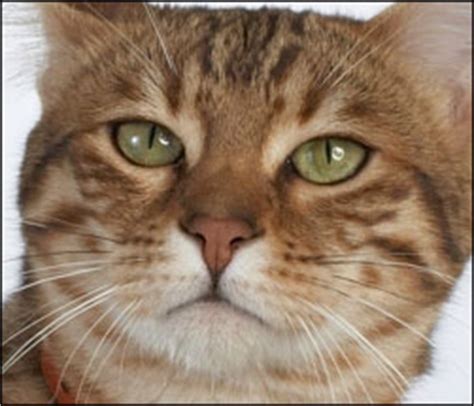 A healthy cat's nasal discharge is clear, which you'll see when she has the occasional sneezing fit, says dr. Reasons Why Your Cat's Nose is Dry | Hill's Pet