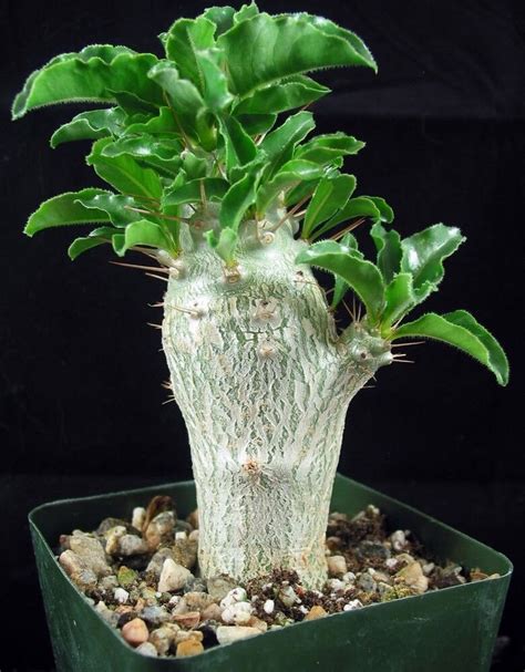 Rare South African Succulent 5 Plant Seeds Etsy Canada