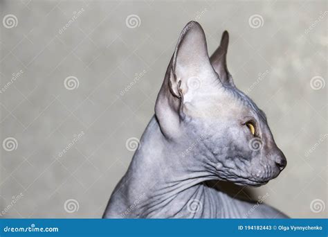 Gray Sphynx Hairless Kitten Anti Allergenic Cat Pet Looking Somewhere