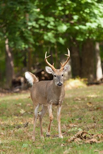 Whitetailed Deer Buck Stock Photo Download Image Now Aggression
