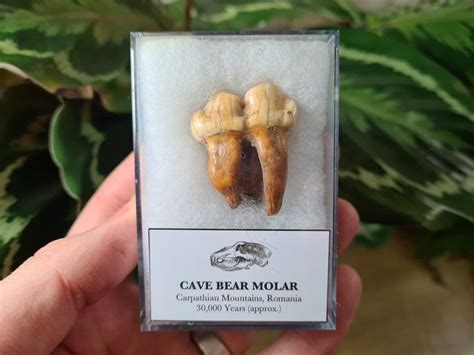 Ursus Spelaeus Cave Bear Tooth Fossil Molar E 6 Etsy Cave Bear