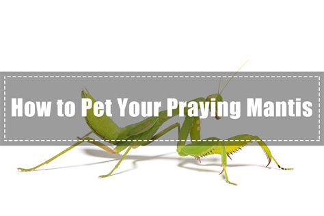 Praying Mantis As Pet How To Pet Your Praying Mantis 2018 Pest Wiki