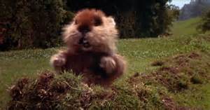 Caddyshack Gopher Sospes