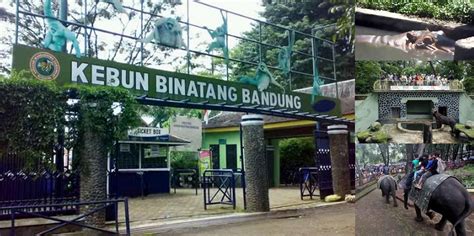 Kebun binatang yang berlokasi di jaksel ini didirikan di atas lahan pemberian raden saleh pada 1864. Kalau Kamu Sedang Pergi ke Bandung, Jangan Sampai Lupa Mampir ke Tempat-Tempat Indah Berikut Ini ...