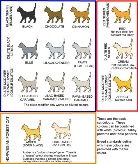 An Image Of Cat Breeds Chart