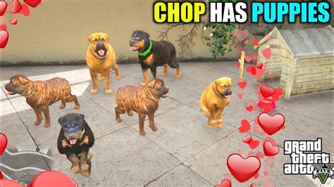 Franklin Chop Has Cute Puppies In Gta 5 Youtube