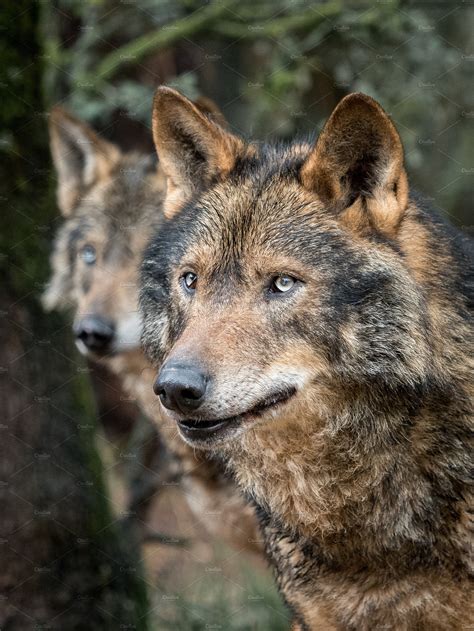 Couple Of Iberian Wolves High Quality Animal Stock Photos ~ Creative