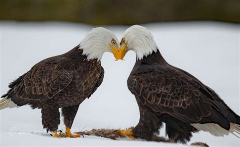 Pin By Lory Mace On Flag Poles And Displays Bald Eagle Wildlife
