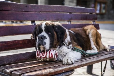 A male saint bernard's height can range between 28 and 30 inches, and he can weigh between 140 and 180 pounds (63 to 81 kilograms). Saint Berdoodle: 9 Things To Know Before Buying - Perfect ...