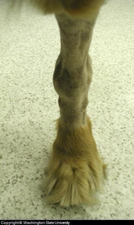Learn about the symptoms of bone cancer in dogs. Canine Arthritis: Causes, Symptoms and Treatment