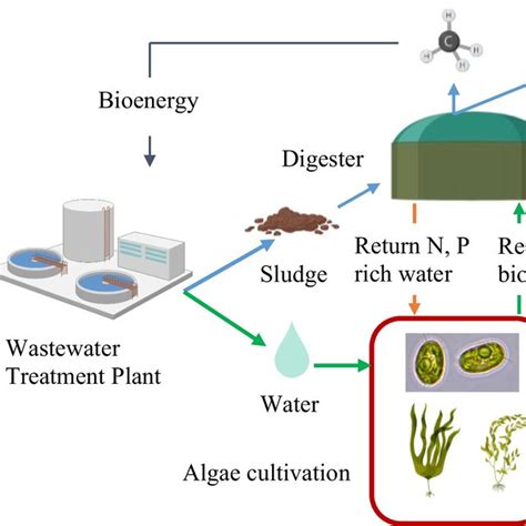 Pilot Scale Microalgae And Macroalgae Based Wastewater Treatment