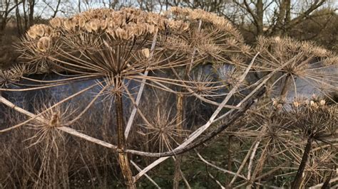 How To Identify Toxic Giant Hogweed Plant In Winter Months Itv News