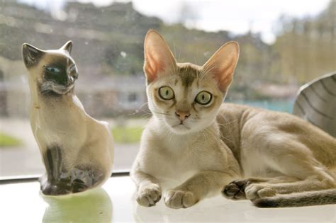The Singapura Cat Breed Information Pictures Characteristics