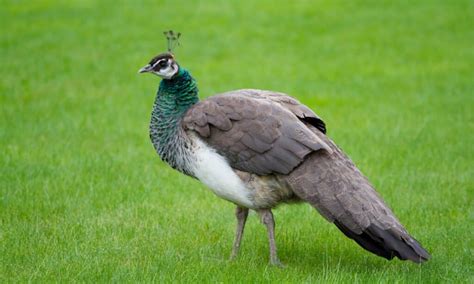 Male Vs Female Peacocks Can You Tell The Difference A Z Animals