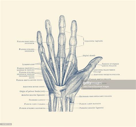 Diagram Depicting The Bones Ligaments And Muscles Throughout The Hand