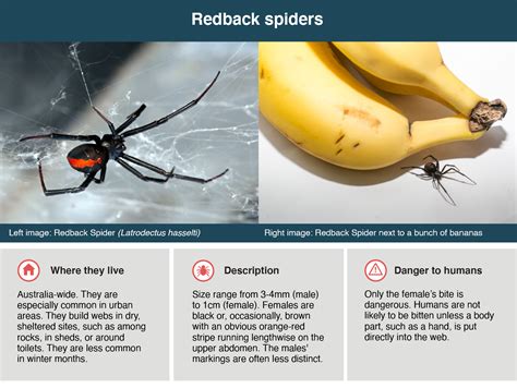 Spider Bites Treatment Symptoms And First Aid Healthdirect