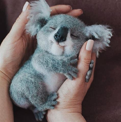 Cutest Koala Picture Ive Ever Seen Koalas