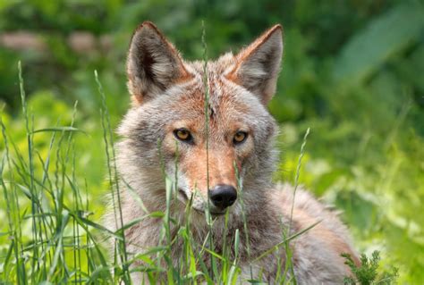 The Eastern Coyote Ohios Newest Mammal Great Parks Of Hamilton