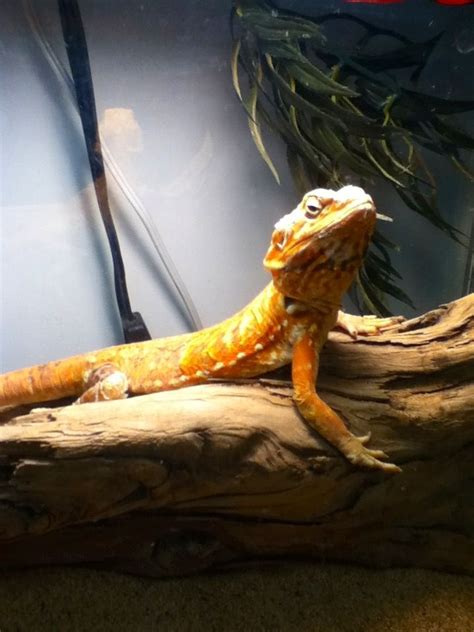 Silk Back Bearded Dragon Bearded Dragon Animals Pets