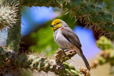 Desert Birds 19 Fascinating Species To Discover