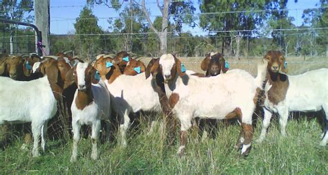 Goat Farming Business Guide For Beginners