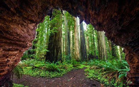 Download Wallpapers Sequoia Tall Trees Ferns Forest Usa California