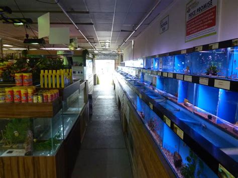 Iver Maidenhead Aquatics Fish Store Review Tropical Fish Site