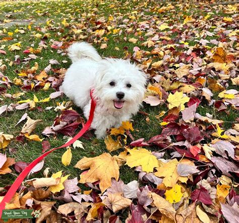 Pure White Maltese Stud Dog In Schaumburg United States Breed Your Dog
