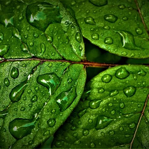 Green Leaves Wallpaper K Wet Rain Drops Water Drops