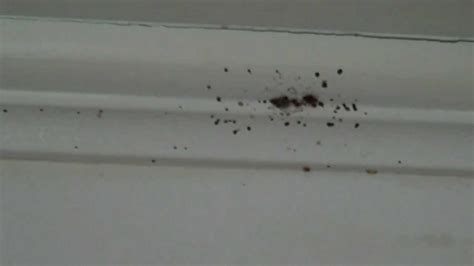 Bed Bugs Climbing Up Walls Youtube