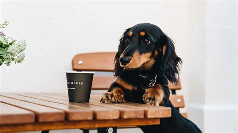 Londons Best Dog Friendly Cafes And Speciality Coffee Shops Foodism