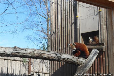 Red Pandas At The Turtle Back Zoo New Jersey Is The Best