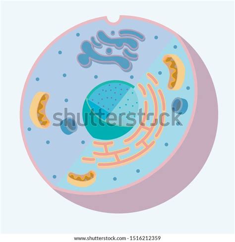 Maybe you would like to learn more about one of these? Diagram Animal Cell Organelle Without Labels Stock Vector ...
