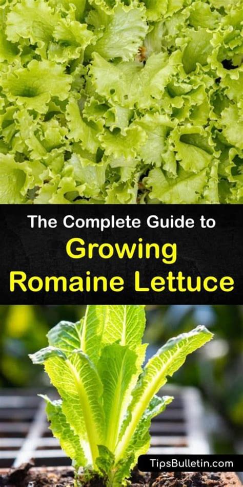 The Complete Guide To Growing Romaine Lettuce Romaine Lettuce Growing
