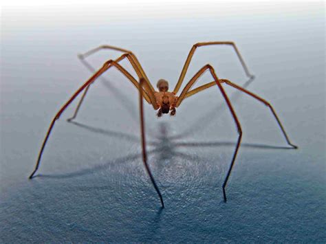 Mythen über Die Brown Recluse Spider Zerstreuen Überzogene Hysterie
