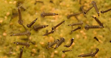 How To Kill Mosquito Larvae 7 Simple And Effective Methods