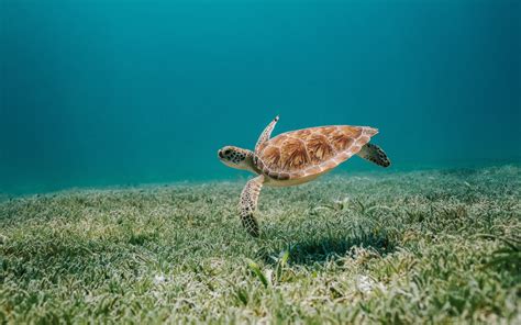 Download Sea Life Underwater Animal Turtle 4k Ultra Hd Wallpaper