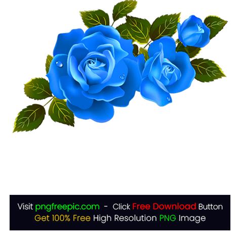 Illustration Blue Rose Png Red Rose Flower Png Images Free
