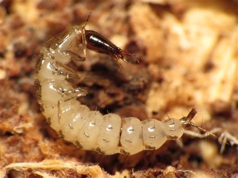 Rove Beetle Larva Staphylinidae Sp Rock Creek Park Washi Flickr
