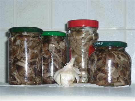 Check spelling or type a new query. Nail art by Rachele e non solo...: Funghi chiodini sott'olio