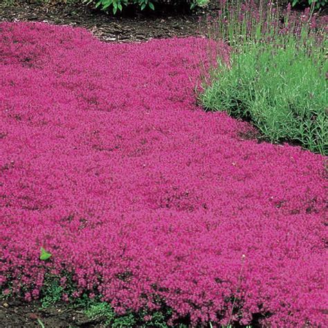 Thymus Coccineus Red Creeping Thyme Park Seed