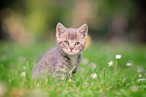 Top Five Cat Toxins Pet Poison Helpline