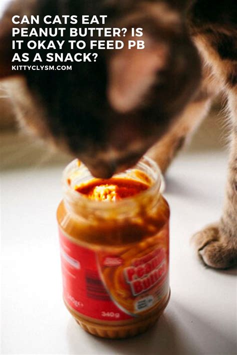 Can Cats Eat Peanut Butter Is It Okay To Feed Pb As A Snack Foods
