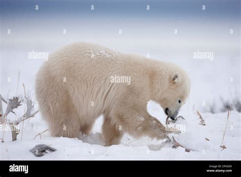 Polar Bear Ursus Maritimus Chewing Caribou Stock Photo Alamy