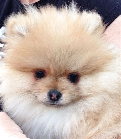8 5 Months Old Expensive Pomeranian Dog Puppy For Sale Or Adoption